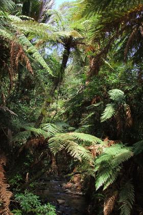 Temperátní deštný les na Novém Zélandu