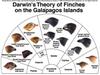 Darwin,Galapagos.jpeg